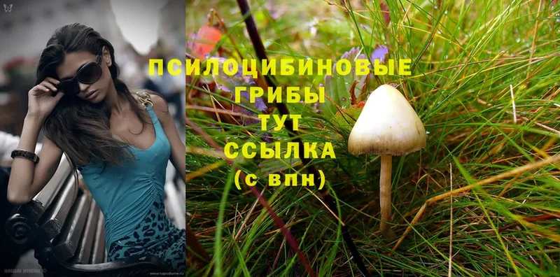 Псилоцибиновые грибы Magic Shrooms  Аша 